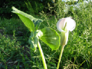 105-0569_img.jpg