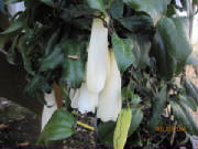 IMG_0853.JPG
