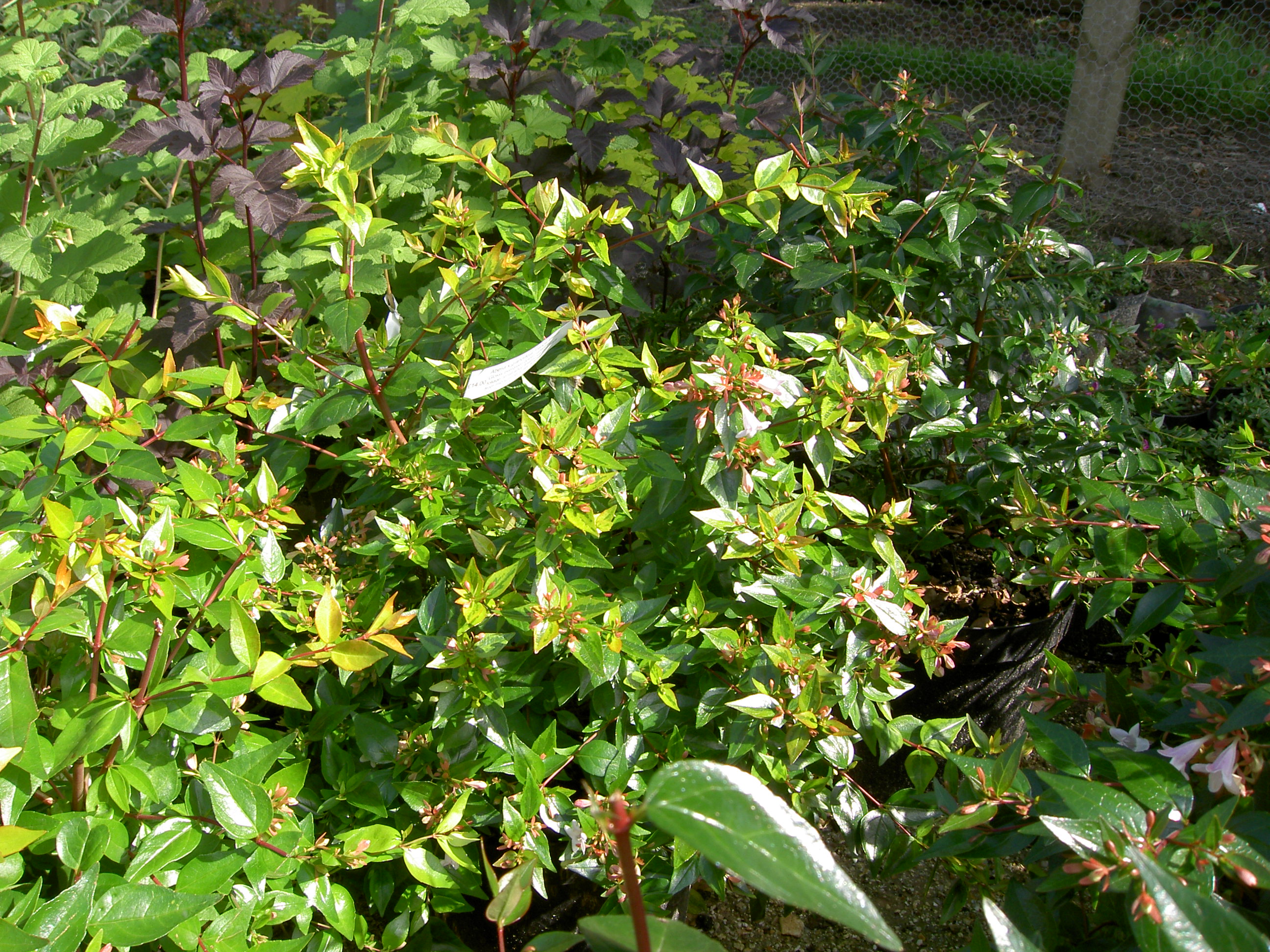 PICT1264.JPG