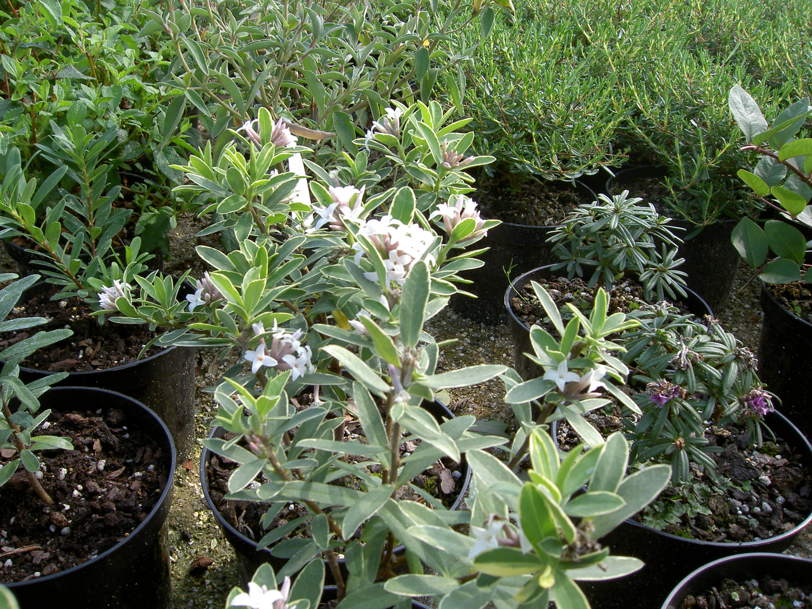 PICT1267.JPG