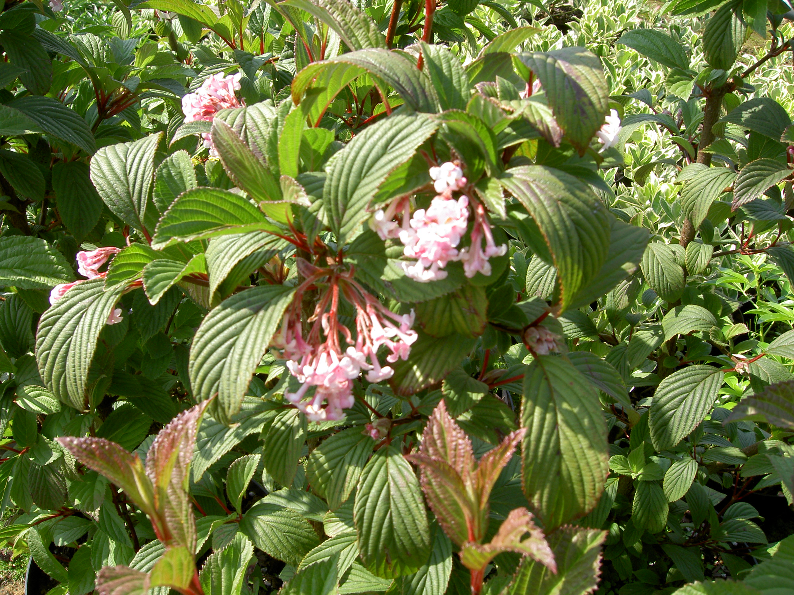 PICT1283.JPG