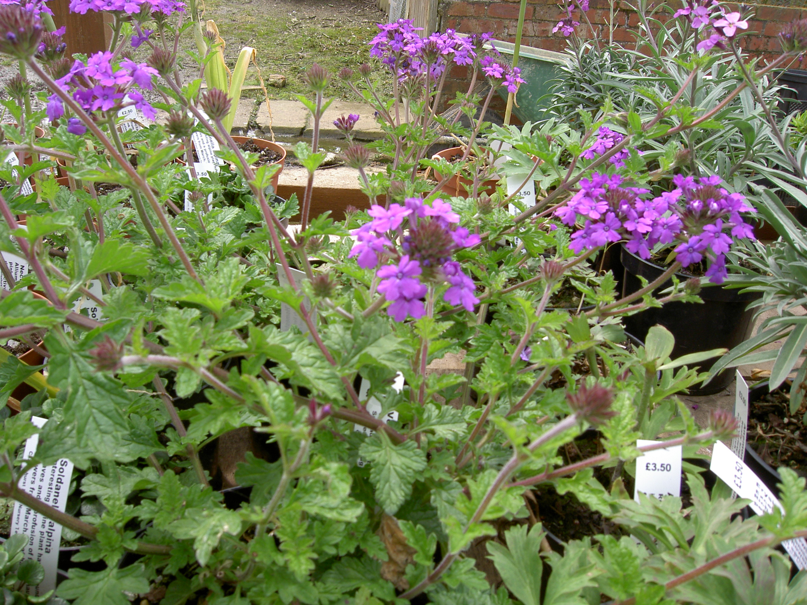 PICT1587.JPG
