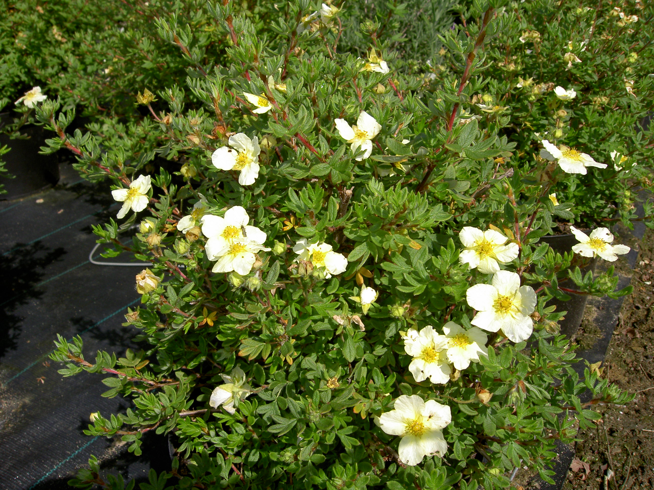 pict0231.jpg
