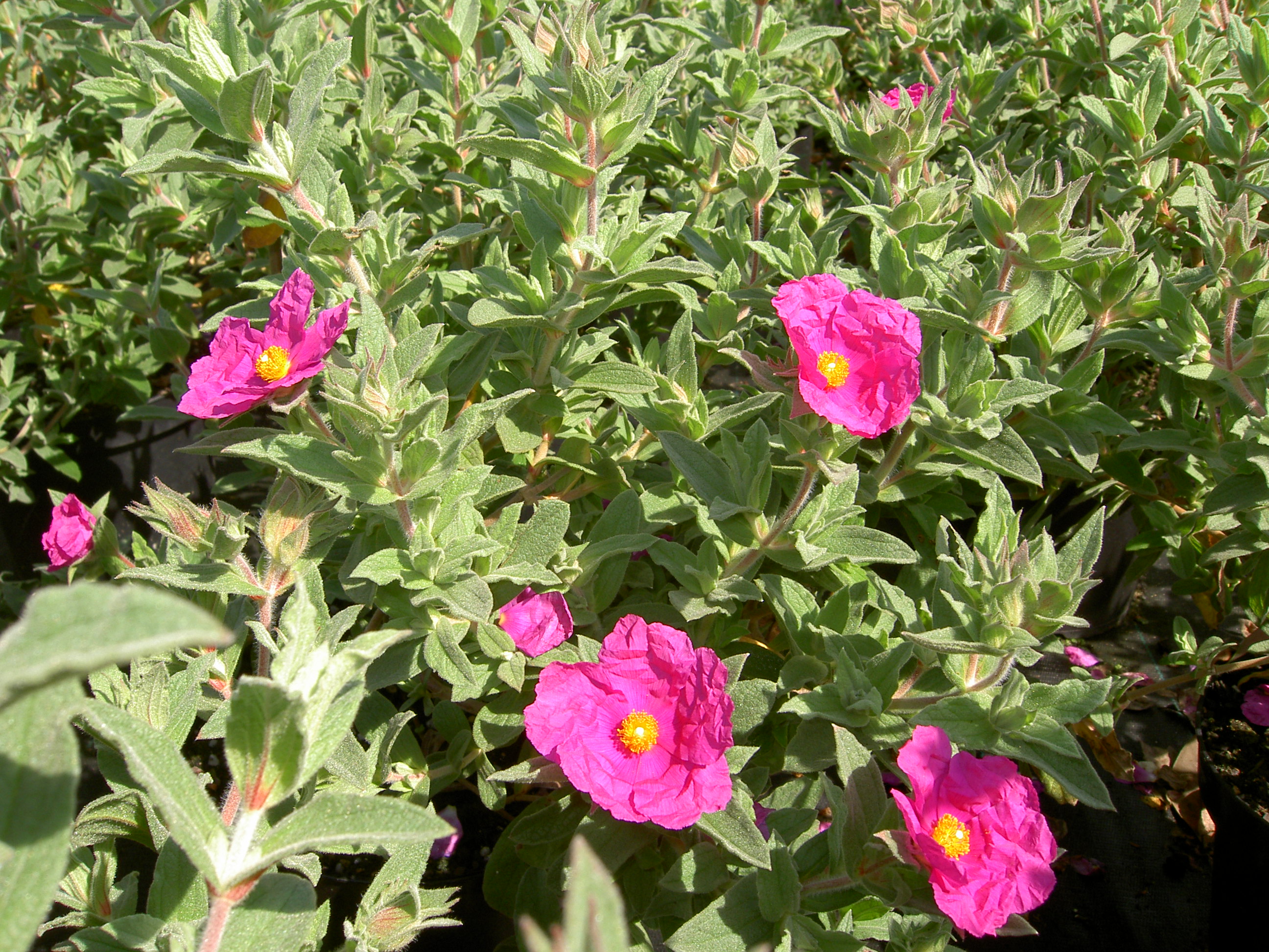 pict0240.jpg
